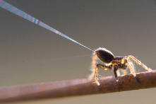 Lợi dụng điện trường, nhện có thể bay hàng dặm mà không cần cánh