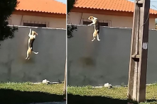 Thú vị: Chú chó vượt tường 7 lần cuối cùng đã thành công