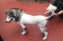 Câu chuyện ông lão và “con chó trụi lông”