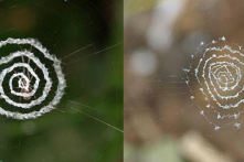 Nhện trang trí mạng nhện bằng những hình kỳ lạ, làm giới khoa học tranh cãi