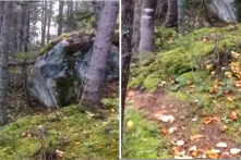 Kỳ lạ: Mặt đất trong rừng Canada như đang “thở gấp”