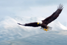 Tâm thế chim đại bàng và 7 nguyên tắc sống cần học tập