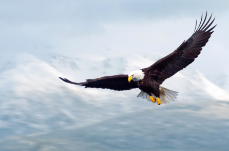 Tâm thế chim đại bàng và 7 nguyên tắc sống cần học tập