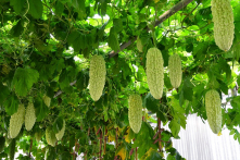 6 loại thực phẩm thải độc giúp nữ giới “dưỡng nhan”