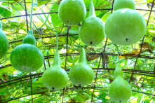 6 loại quả dây leo không nên bỏ qua để phòng ngừa nhiều loại bệnh