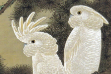 Loài Nam Việt điểu khiến Đường Huyền Tông và Dương Quý Phi đau xót