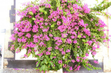 Làng cổ Obidos – Món quà của tình yêu