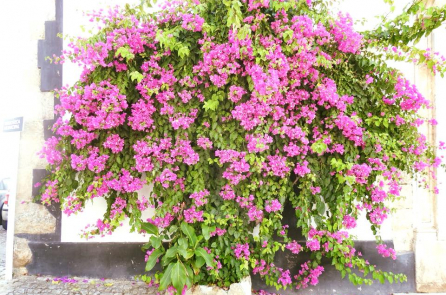 Làng cổ Obidos – Món quà của tình yêu