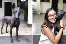 Chú chó hiếm có bộ lông sáng bóng bị nhầm lẫn là ‘tượng kim loại’