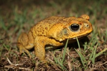 Hy hữu: Cóc mía cưỡi trăn ở Australia