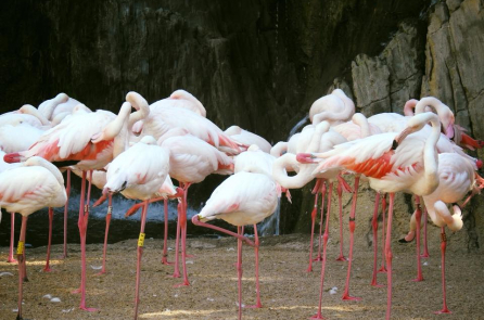 Kỳ thú Valencia Bioparc: Nếu chưa đến châu Phi, hãy đến đây!