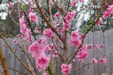 Tết mênh mang, Tết xa trên đất Mỹ