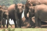 300 con voi thương tiếc không nỡ rời xa đồng loại
