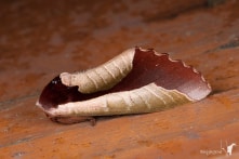 Loài bướm ngụy trang thành lá cây khô còn giống hơn cả thật