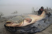 Câu được con cá nheo khổng lồ dài gần 2,7m