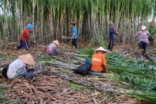 Từ ngày 1/1/2020: Dỡ bỏ hạn ngạch thuế quan nhập khẩu đường