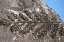 Tìm thấy khu rừng hóa thạch 280 triệu năm tuổi ở… Nam Cực