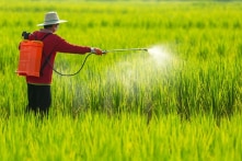 Thuốc diệt cỏ gây ung thư: Vẫn được buôn bán, sử dụng sau 1 năm cấm