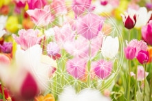 Bông hoa Sự sống, Hình học Linh thiêng và những bí ẩn cổ đại