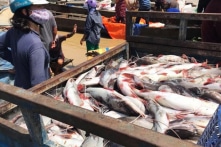 Cá nuôi bè trên sông La Ngà lại chết trắng sau mưa lớn