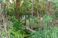 Đầm lầy bên thương xá