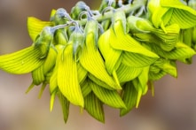 Kỳ thú loài hoa có hình dạng giống như chim ruồi hút mật