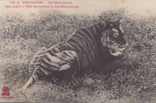 Đánh cọp Gò Quao – Sơn Nam