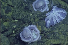 Ảnh: Tàu ngầm tìm thấy “nhà trẻ bạch tuộc” dưới đáy đại dương