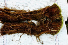 Sinh vật ‘41.000 năm tuổi’ vẫn sống sau khi thoát khỏi lớp băng cổ đại