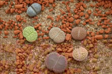 7 trong số những loài cây kỳ lạ nhất Trái Đất