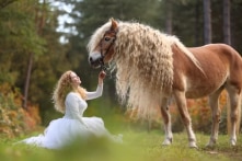 Ngắm chú ngựa đẹp như cổ tích nổi tiếng thế giới