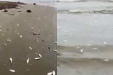 Hơn 2 tấn cá chết dạt vào bờ biển Hà Tĩnh: Do tàu cá kích điện, nổ mìn?