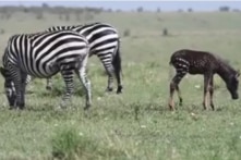 Con ngựa vằn hiếm gặp ở Kenya: Có đốm mà không có “vằn”