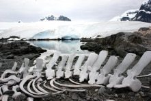 Vì sao Nam Cực lại có hóa thạch khủng long và động thực vật phong phú?