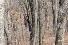 Bạn có tìm thấy con báo Amur trong bức ảnh này không?