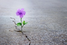 Phẩm giá con người