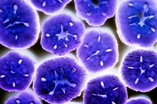 Xin lỗi ông, Darwin, nhưng vi khuẩn không cạnh tranh để sinh tồn