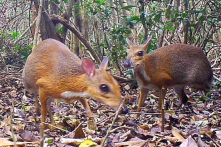 Việt Nam: Chụp được ảnh loài cheo cheo tưởng tuyệt chủng gần 30 năm qua