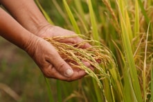 Có còn một miền Tây để đi về?