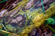 Nấm nhầy: Sinh vật đơn bào, không não nhưng lại rất thông minh