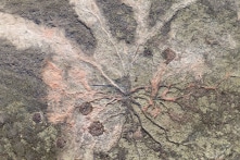 Tìm thấy rễ cây 385 triệu năm tuổi trong khu rừng cổ xưa nhất thế giới