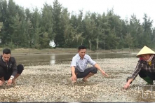 Ngao nuôi vẫn chết trắng bãi triều Thanh Hóa