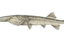 Loài cá tầm thìa khổng lồ của Trung Quốc đã tuyệt chủng