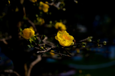 Cảm tưởng về Tết trong Nam – Vương Hồng Sển