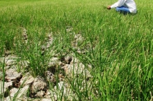 Sóc Trăng cạn nguồn nước ngọt, Long An xin đặt 16 cửa cống ngăn mặn