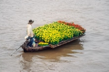 Vị mặn trong mỗi cánh hoa vàng