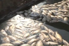 Hơn 60 tấn cá bè chết trên sông Cái Vừng