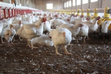 Mexico xác nhận trường hợp nhiễm cúm gia cầm H5N1 đầu tiên ở người