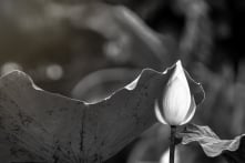 Bản chất & hiện tượng