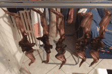 Gia đình TQ tại Ý gây kinh động vì phơi cánh gà bị tưởng nhầm dơi